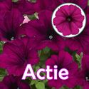 Bild von Petunia P12 "Actie" Purple